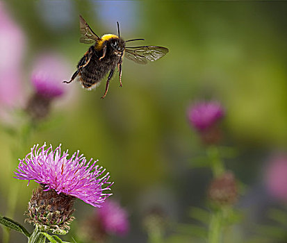 大黄蜂,熊蜂,工作,飞起,黑矢车菊,矢车菊,花,英格兰