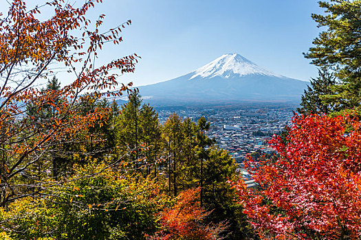 红枫,树,山,富士山