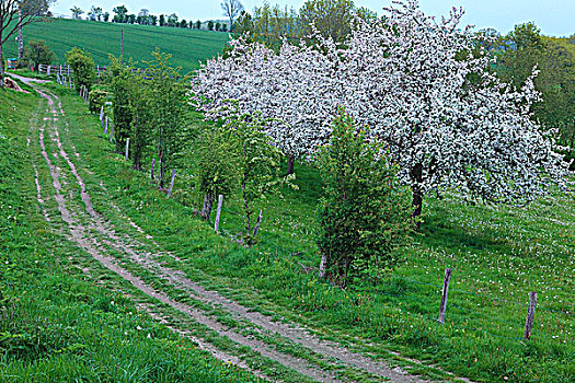 法国,诺曼底,苹果树,开花,小路