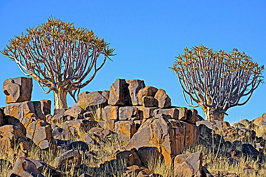 抖树,岩石,风景,石头,南方,卡拉哈里沙漠,纳米比亚