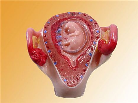身体部位,模型,胚胎