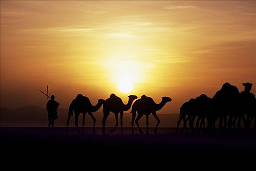 牧民,骆驼,日落,部落,游牧,游牧部落,生活方式,牧群,山羊,边缘