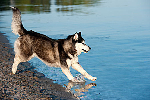 西伯利亚,哈士奇犬,狗,水