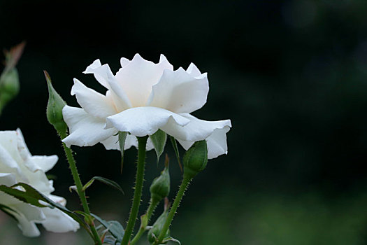 北京植物园月季花开艳夏日