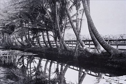 怀基基海滩,棕榈树,运河