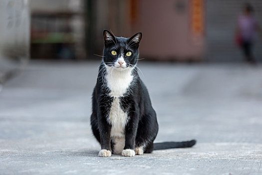 后院花园里玩耍的可爱猫眯