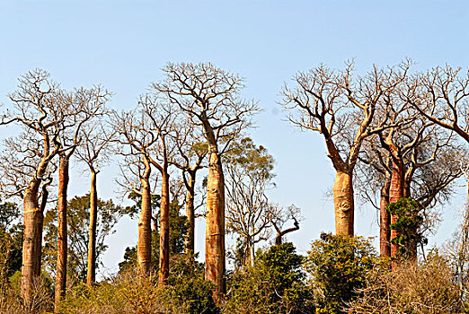 猴面包树,马达加斯加,非洲