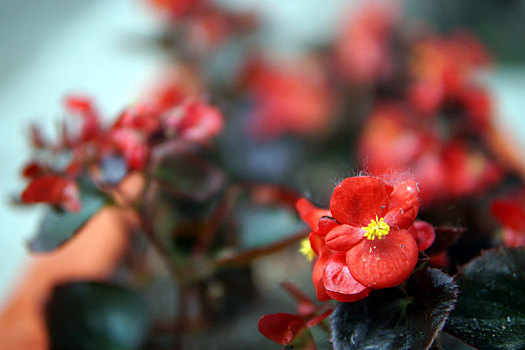 秋海棠,花坛