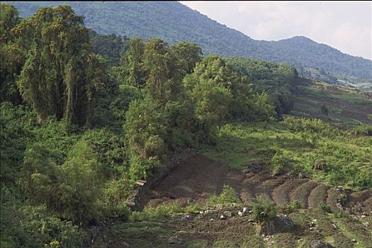 公园,分界线,竹林,一个,耕作,东方,斜坡,山,国家,卢旺达