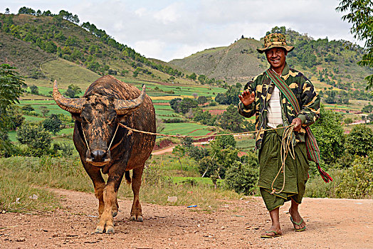 卡劳,男人,农民,水牛,掸邦,缅甸