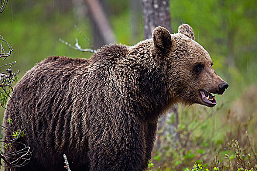 棕熊,卡瑞里亚,芬兰,欧洲