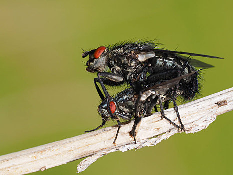 灰色,肉,苍蝇,交配