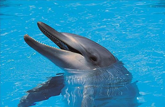 宽吻海豚,哺乳动物,海洋动物,澳大利亚,动物