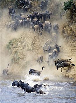 迁徙,向上,角马,塞伦盖蒂,坦桑尼亚,背影,相互,动物,游泳,马拉河,几个