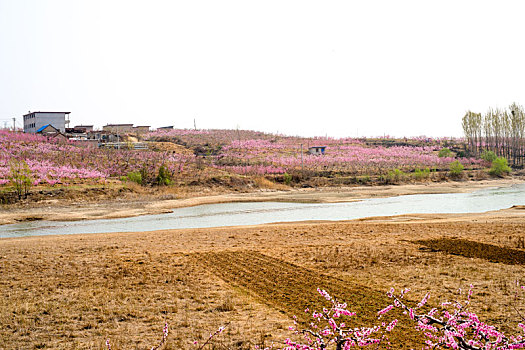 山东蒙阴乡村桃花