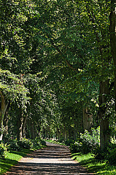 菩提树,树,梅克伦堡前波莫瑞州,德国,欧洲