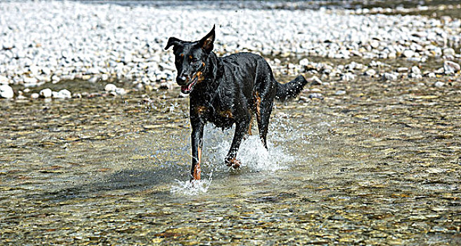 狗,跑,水中,胭脂