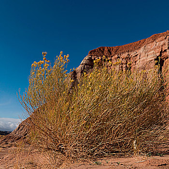 岩石构造,荒芜,大阶梯-埃斯卡兰特国家保护区,犹他,美国
