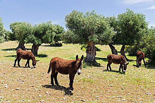 驴,阿普利亚区,意大利,欧洲