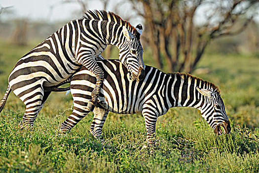 斑马,马,塞伦盖蒂国家公园,坦桑尼亚