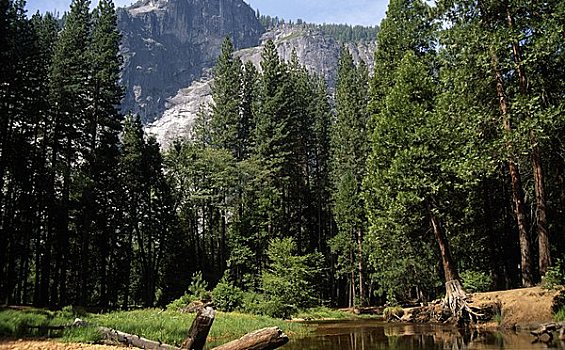 河,流动,树林,优胜美地国家公园,加利福尼亚,美国
