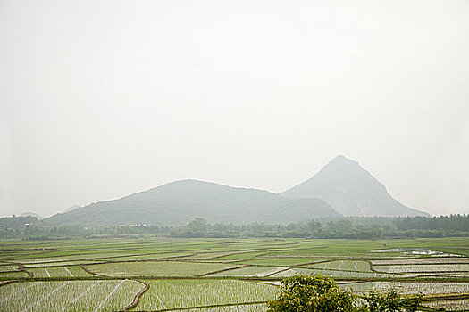 中国,广西,阳朔,稻田