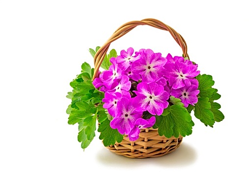 篮子,花,紫罗兰,白色背景