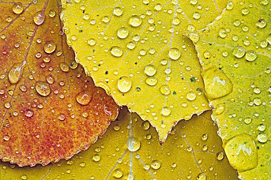 雨滴,白杨,叶子,萨德伯里,安大略省,加拿大