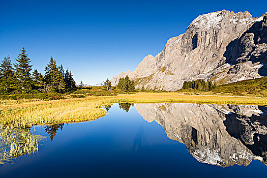 山,反射,水塘,伯尔尼阿尔卑斯山,瑞士