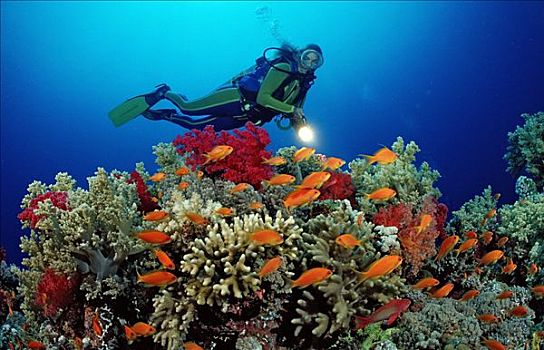 潜水者,珊瑚礁,埃及,红海,水下