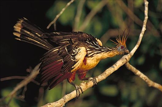麝雉,栖息,枝头,玛努国家公园,秘鲁