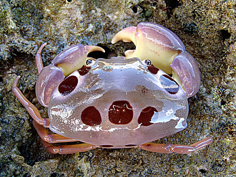 红斑瓢蟹