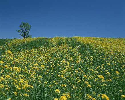 山,油菜花