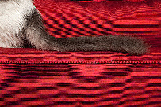 小猫,红色,沙发,长,绒毛状,黑色,尾部