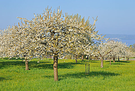 花,苹果树,康士坦茨湖,巴登符腾堡,德国,欧洲