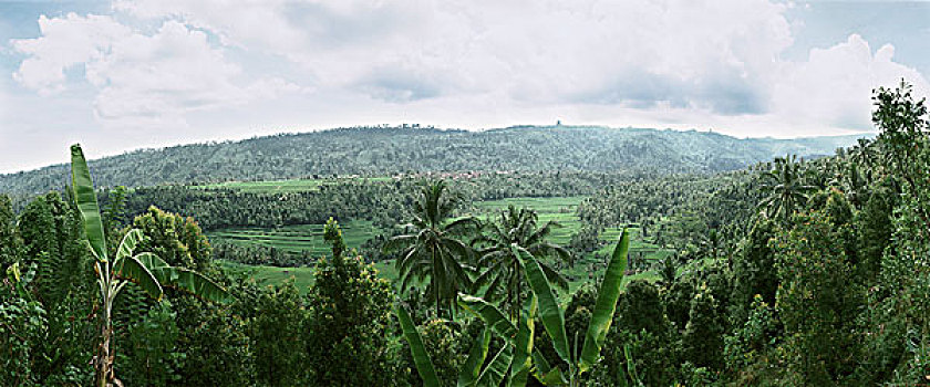印度尼西亚,热带森林,俯拍,全景