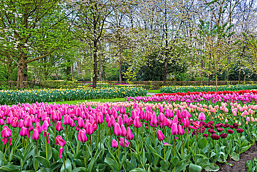 花园,彩色,郁金香,郁金香属,开花,库肯霍夫花园,展示,荷兰南部,荷兰,欧洲