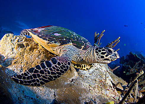 玳瑁,休息,礁石,岩层,所罗门群岛