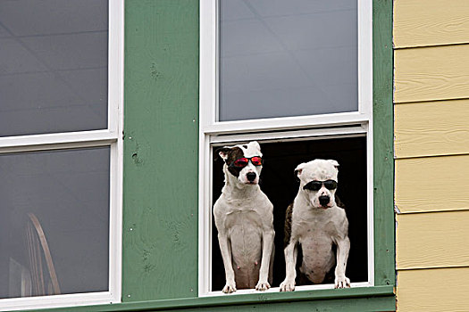 美国,阿拉斯加,克奇坎,两只,狗,窗,运动,墨镜