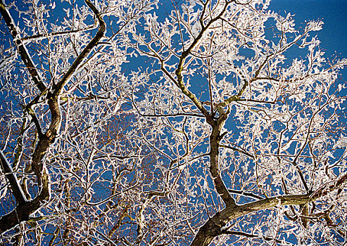 积雪,树,蓝天背景