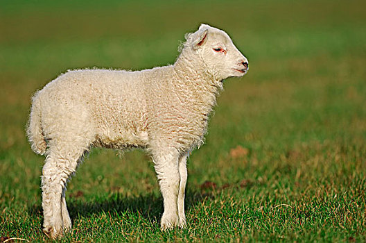 家羊,绵羊,羊羔,草场,北荷兰,荷兰,欧洲