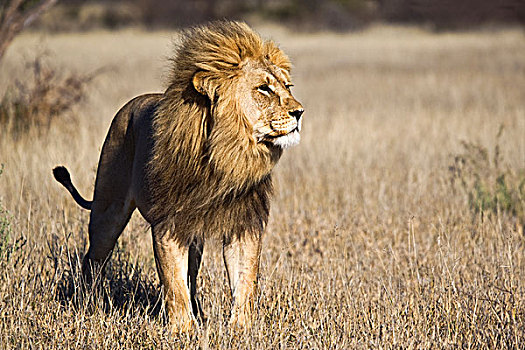 非洲狮,狮子,禁猎区,博茨瓦纳