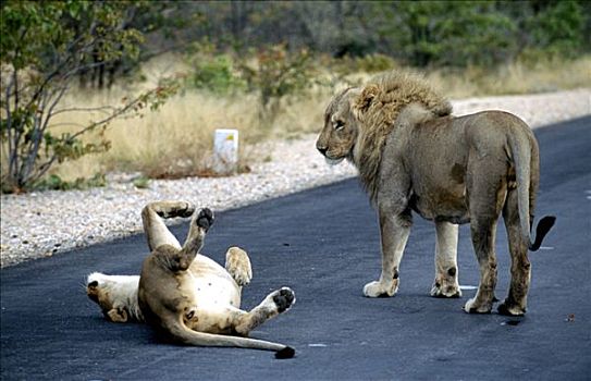 狮子,道路,埃托沙国家公园,纳米比亚,非洲