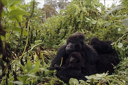 山地大猩猩,大猩猩,群,模糊,雨林,维龙加山,北方,边界,卢旺达,刚果,乌干达