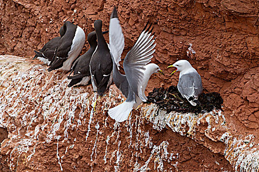 三趾鸥,筑巢,赫尔戈兰岛,德国