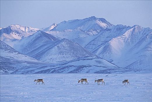 北美驯鹿,驯鹿属,雄性动物,旅行,苔藓,莎草,灌木,晚间,积雪,布鲁克斯山,北方,斜坡,北极国家野生动物保护区,阿拉斯加