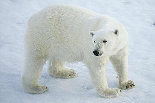 格陵兰,声音,北极熊,站立,海冰