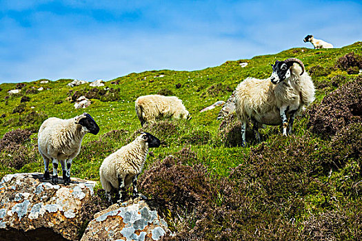 绵羊,靠近,斯凯岛,苏格兰,英国