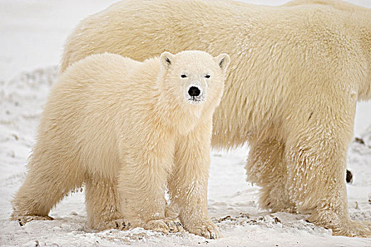 北极熊,母兽,幼兽