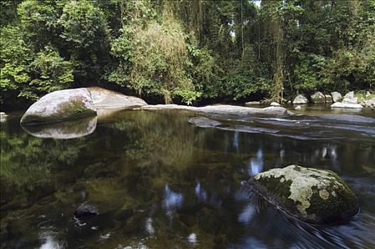 大西洋雨林,小溪,巴西